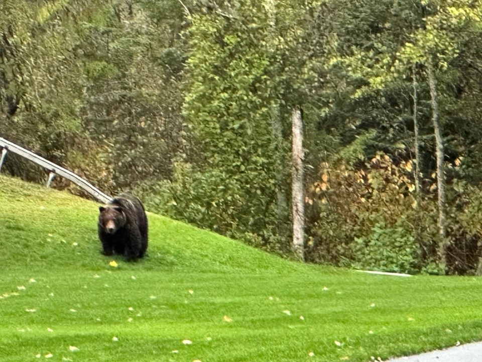 grizzly-whistler-oct-2023