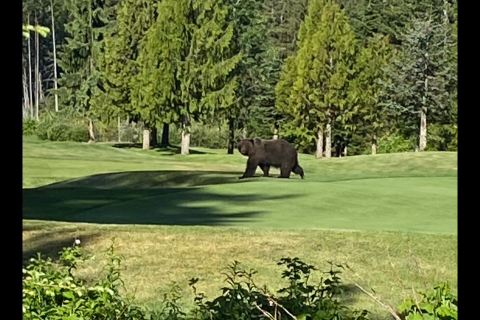 A grizzly bear spotted on a Whistler golf course on Saturday, June 3.