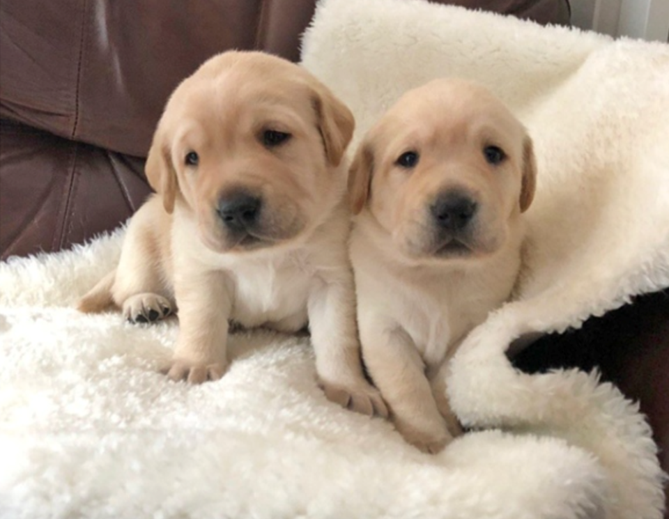 Guide dog pups named Bonnie and Henry in honour of B.C.’s top doctor Screen Shot 2020-09-30 at 2.22.04 PM