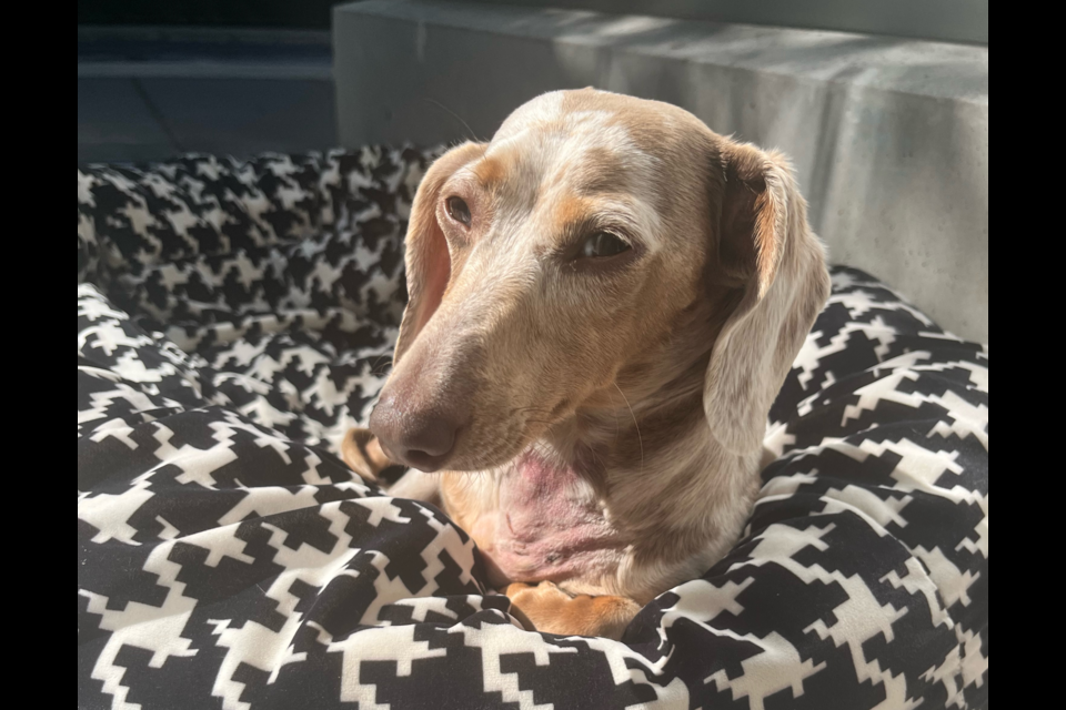 A miniature dachshund that was reportedly injured by a pair of coyotes outside its Emerald home on June 23. 