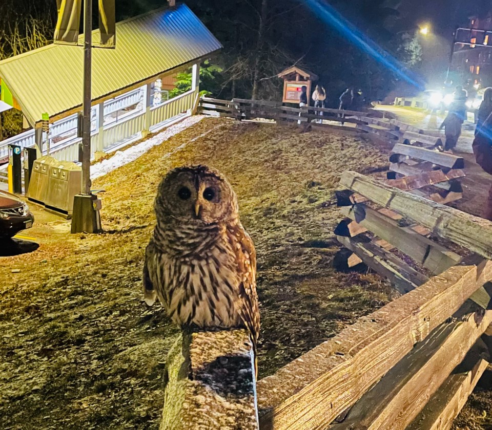 injured-owl-whistler-village