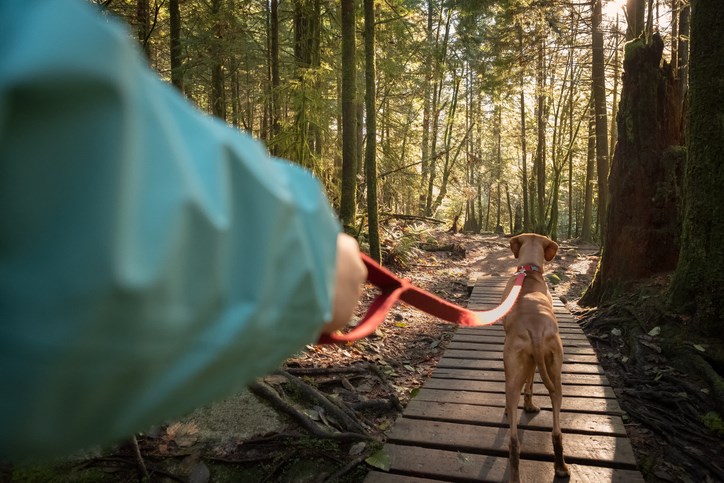 leashed dog on north Vancouver bc trail