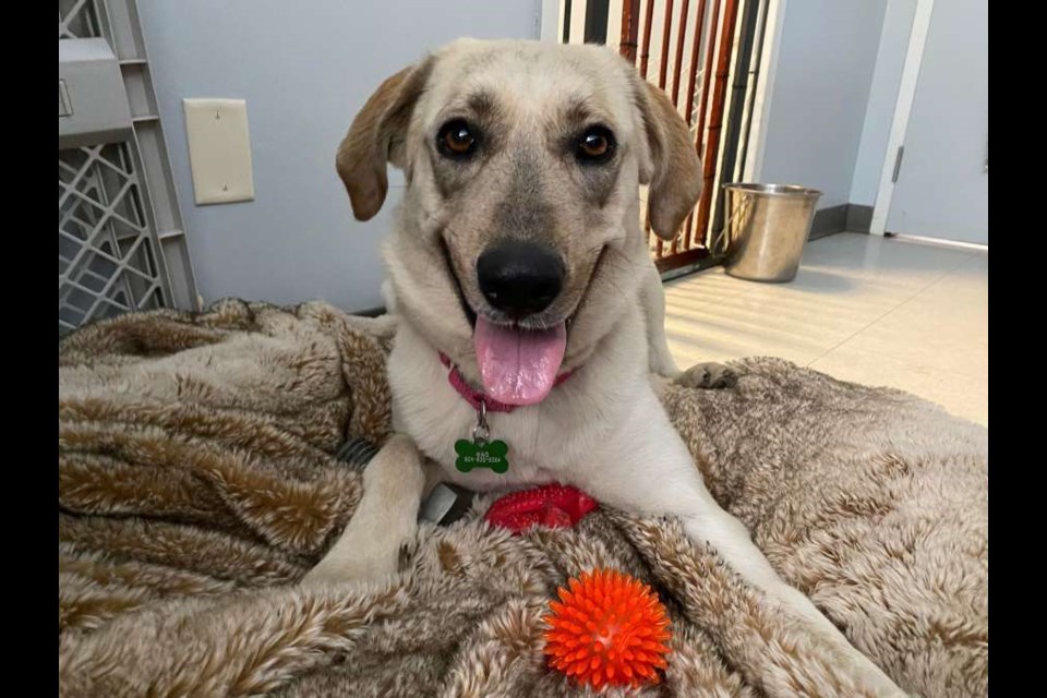 MJ, a two-year-old shepherd and Labrador cross, is one of WAG's critical care cases. The shelter is searching for a foster for the pup as she prepares for "an extensive" surgery on her broken front leg. "Her recovery is going to be dependent on if she's recovering in the shelter environment, or if we can find her a foster home, which we haven't been able to yet," said WAG adoptions coordinator Mallory Jensen. 