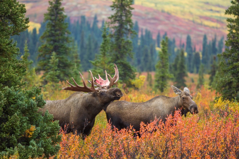 Moose BY STAN TEKIELA-GETTY IMAGES