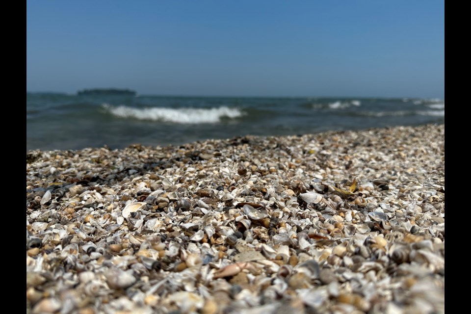 Zebra and quagga mussels can potentially impact everything from hydropower and agricultural irrigation to municipal water supplies.
