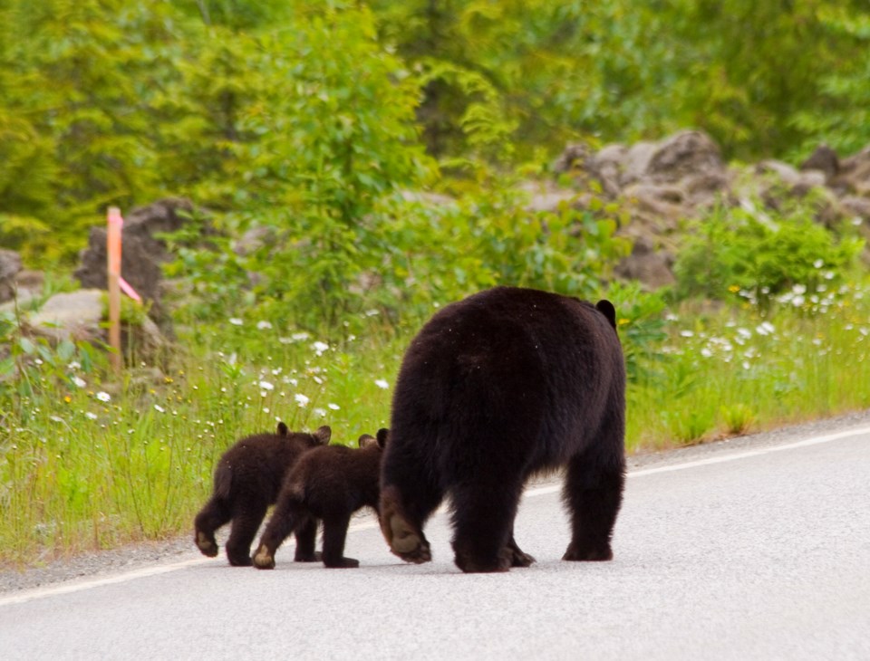 N-Bear and Cubs 28.25 PHOTO BY MIKE R TURNER : GETTY IMAGES