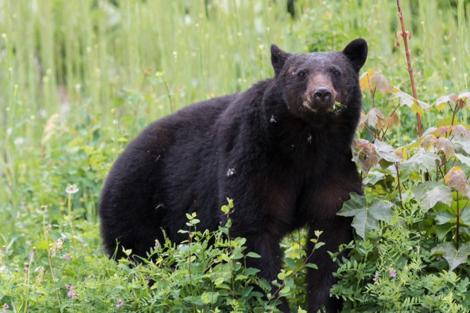 n-bear brief 28.45 by Greg Norgaard getty 