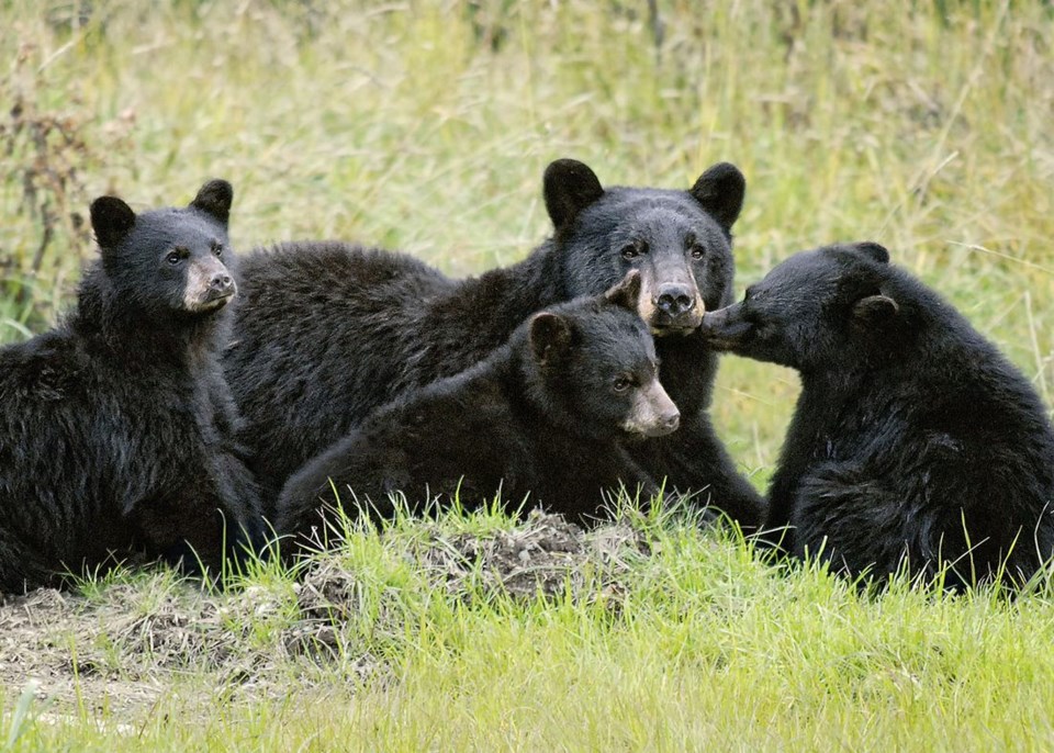 n-black-bear-and-cubs-web-3018-facebook-rmow