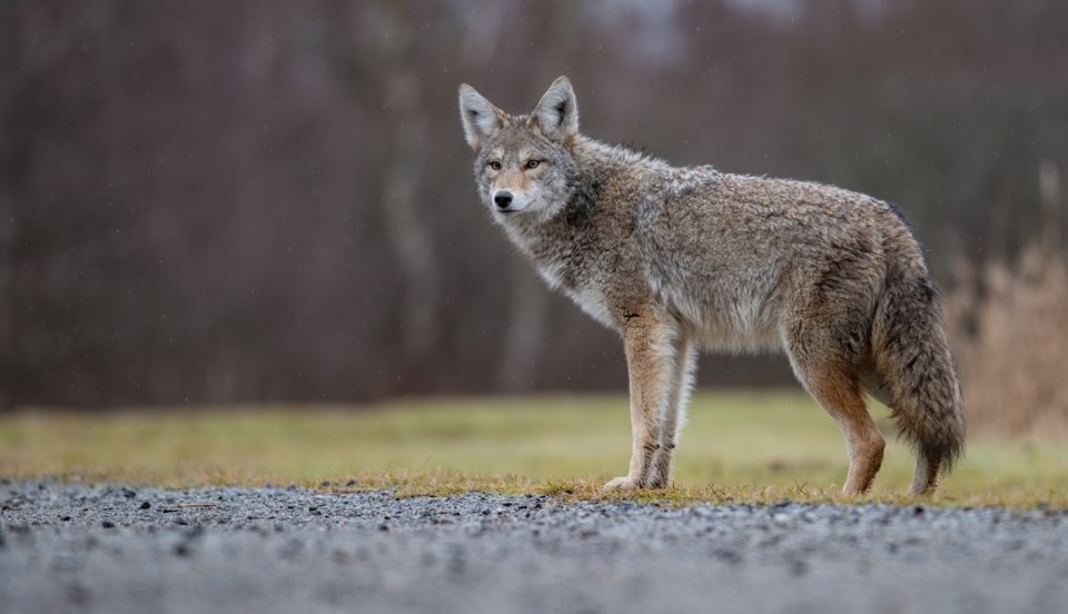 n-coyote-web-3018-photo-by-harry-collins-getty-images