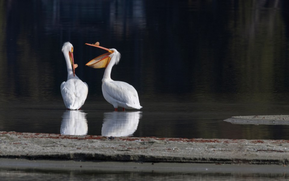 N-Green-Lake-Pelicans-29.18-WEB-PHOTO-BY-LIZ-BARRETT-WHISLTERSWILDTHINGS.COM