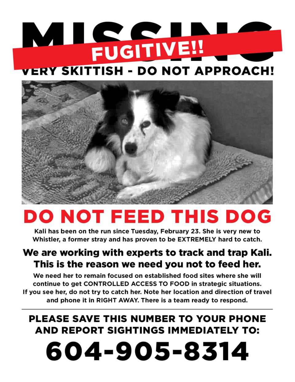 N-Missing Dog Poster 28.10