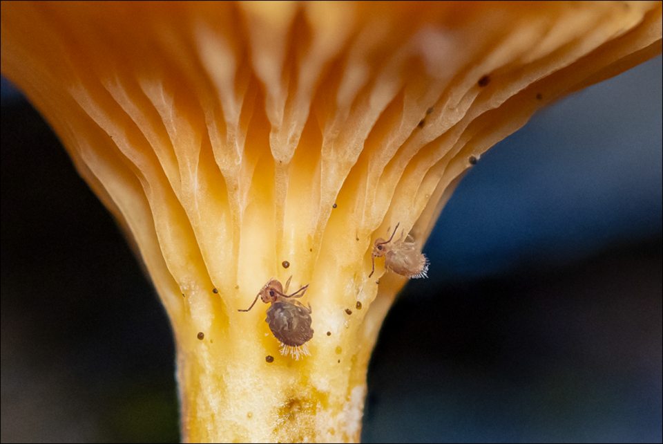 n-naturespeak-springtails