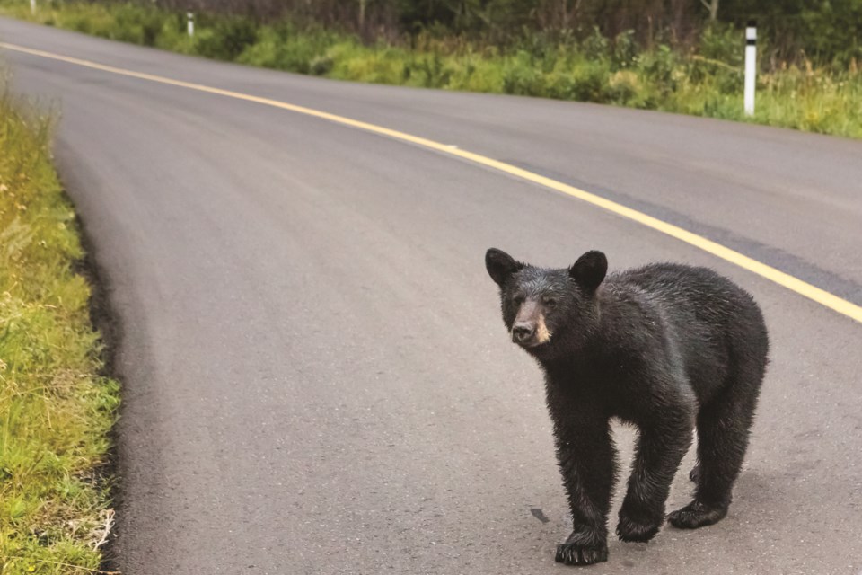 N-Orphan Cub 28.49 MANUEL ROMARIS please dont use slashes in filenames thank you GETTY IMAGES