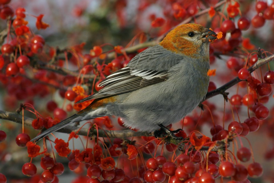 naturespeak-bird-count-2023