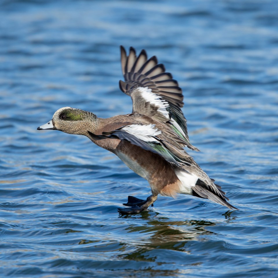 naturespeak-bird-count
