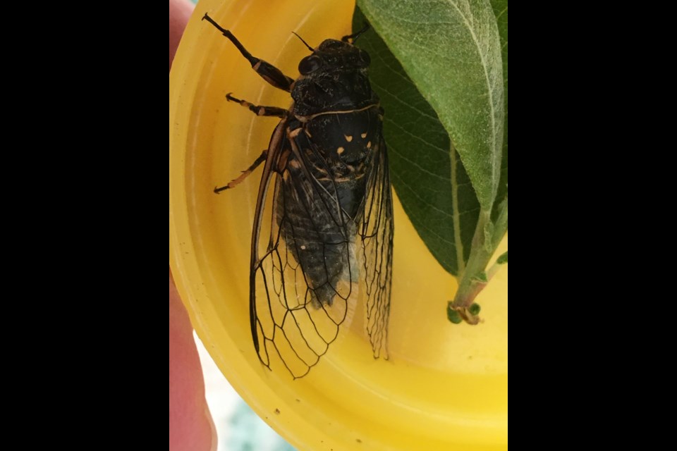 The Canadian Cicada was found for the first time during the 2020 Whistler BioBlitz. 