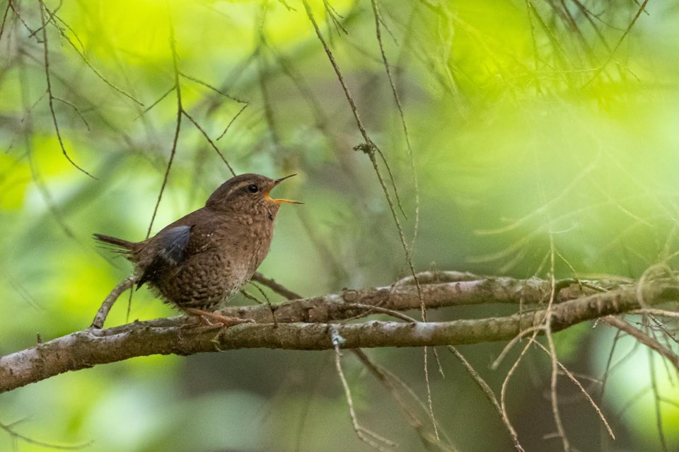 naturespeak pacific wren