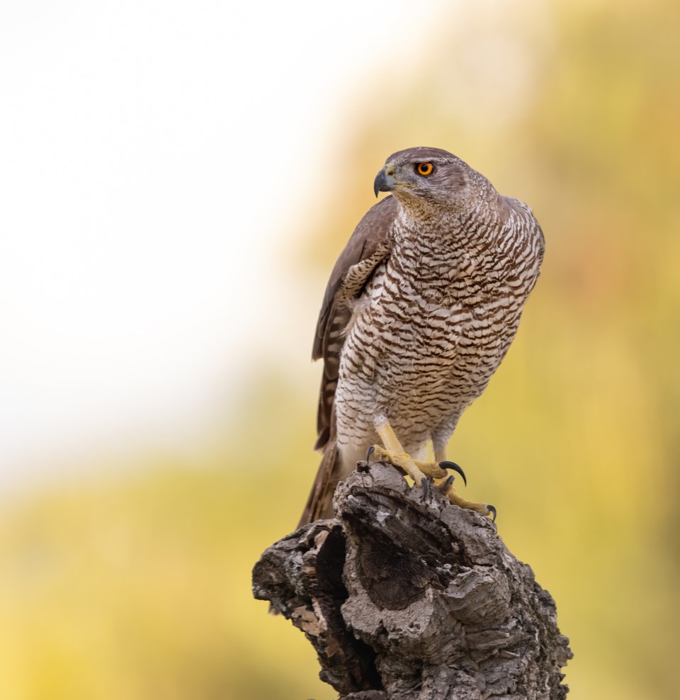 northern-goshawks-3036-photo-by-krzysztof-baranowski-moment-getty-images