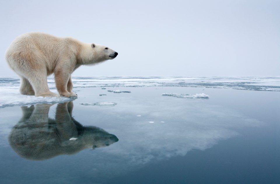 o-letter-climate-denial-polar-bear-2948-photo-by-paul-souder