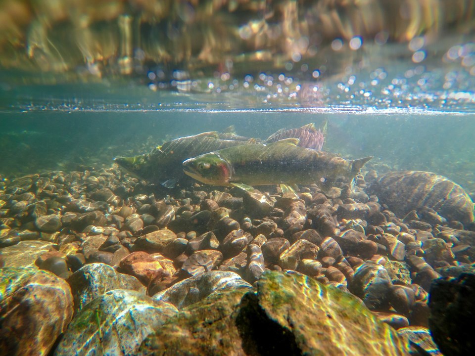 O-Science Matters Salmon Run GETTY IMAGES