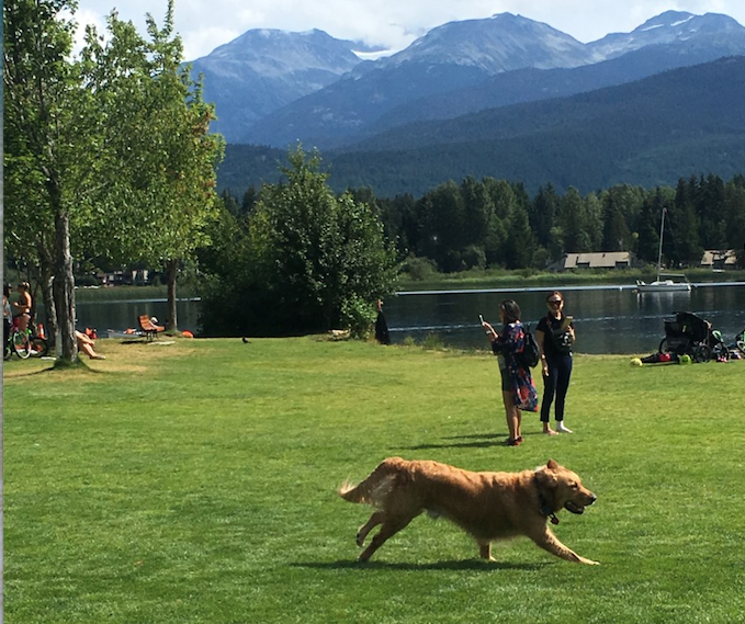 off-leash dog in Whistler parks
