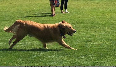 off-leash dogs in whistler parks - web