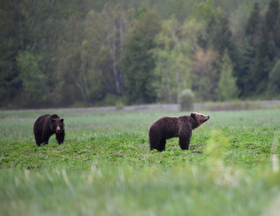 pemberton-bears