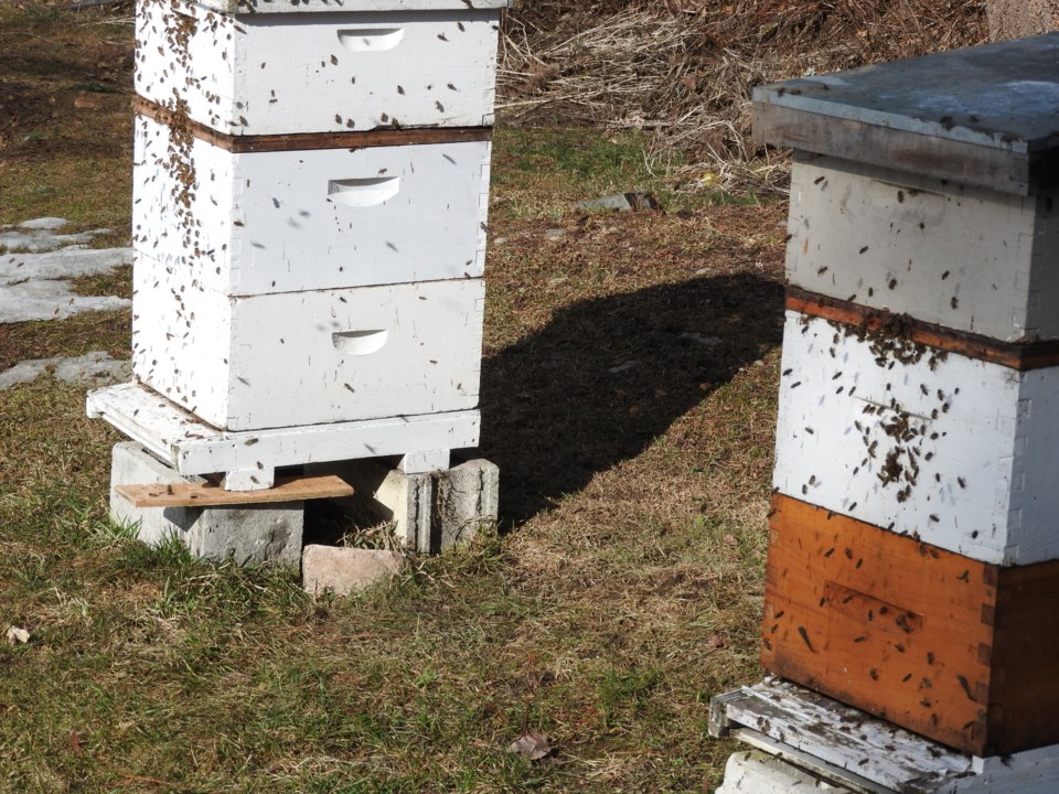 Pemberton beehives 1 