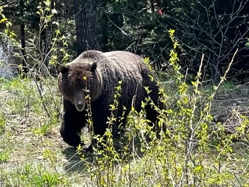A grizzly bear spotted north of Whistler on Thursday, May 11.