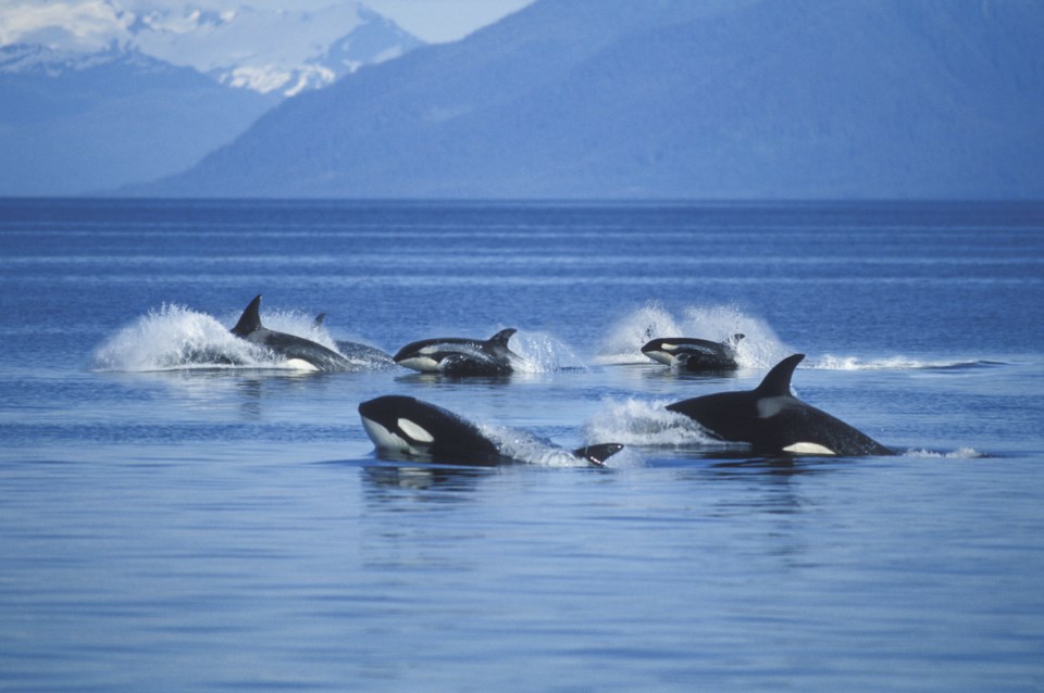 pod of orcas - killer whales