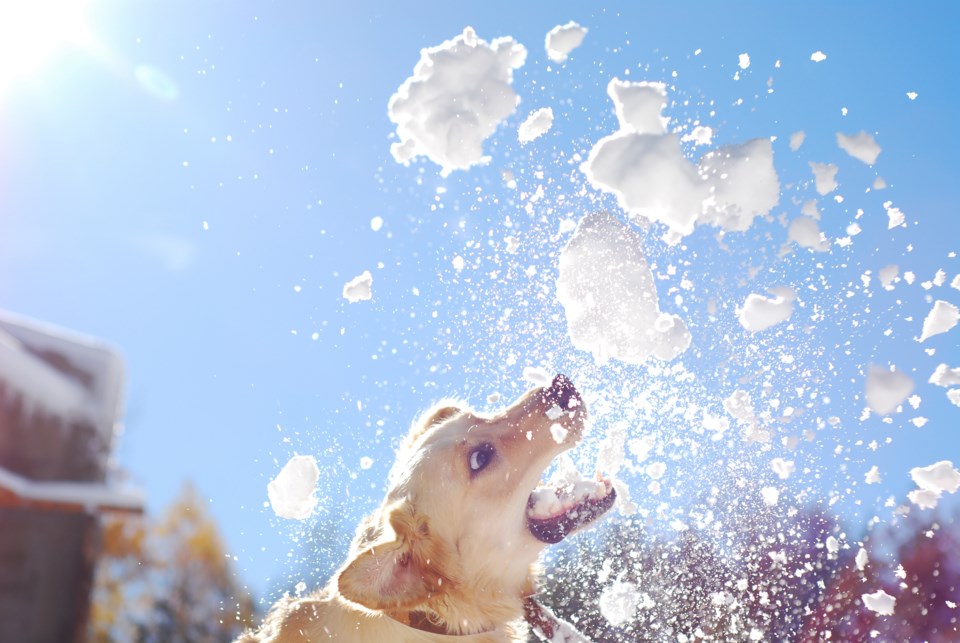 puppy-snow-pic