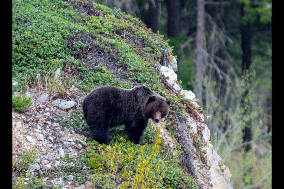 A grizzly bear spotted north of Whistler on May 11.