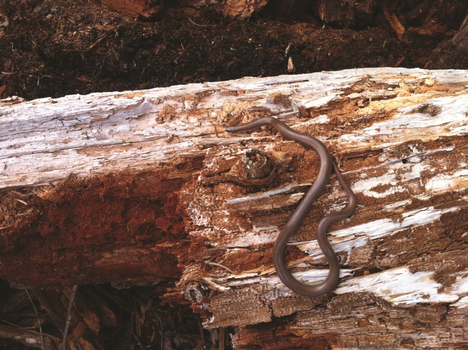 Sharp tailed snake taken by Veronica Woodruff 2