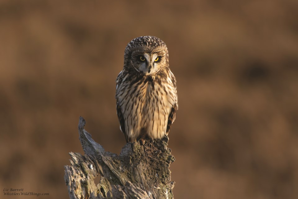 Short-eared Owl (Liz Barrett)