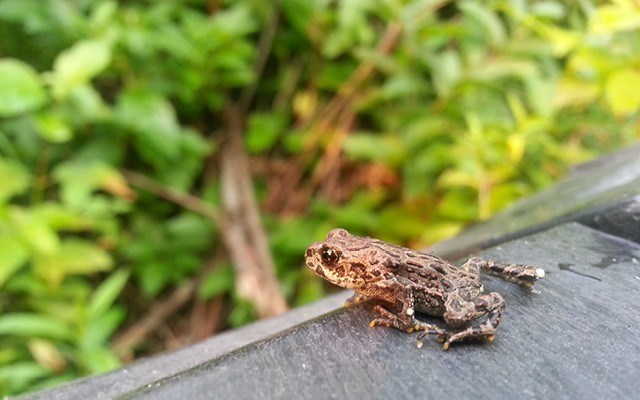 toads-via-rmowjpgw640