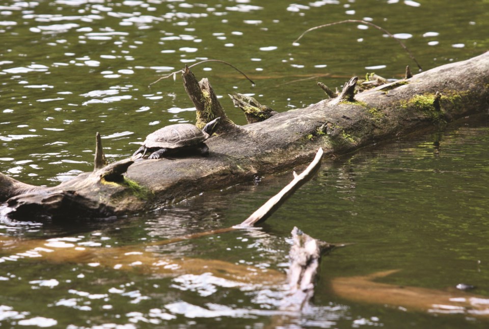 turtlescanadawinternaps