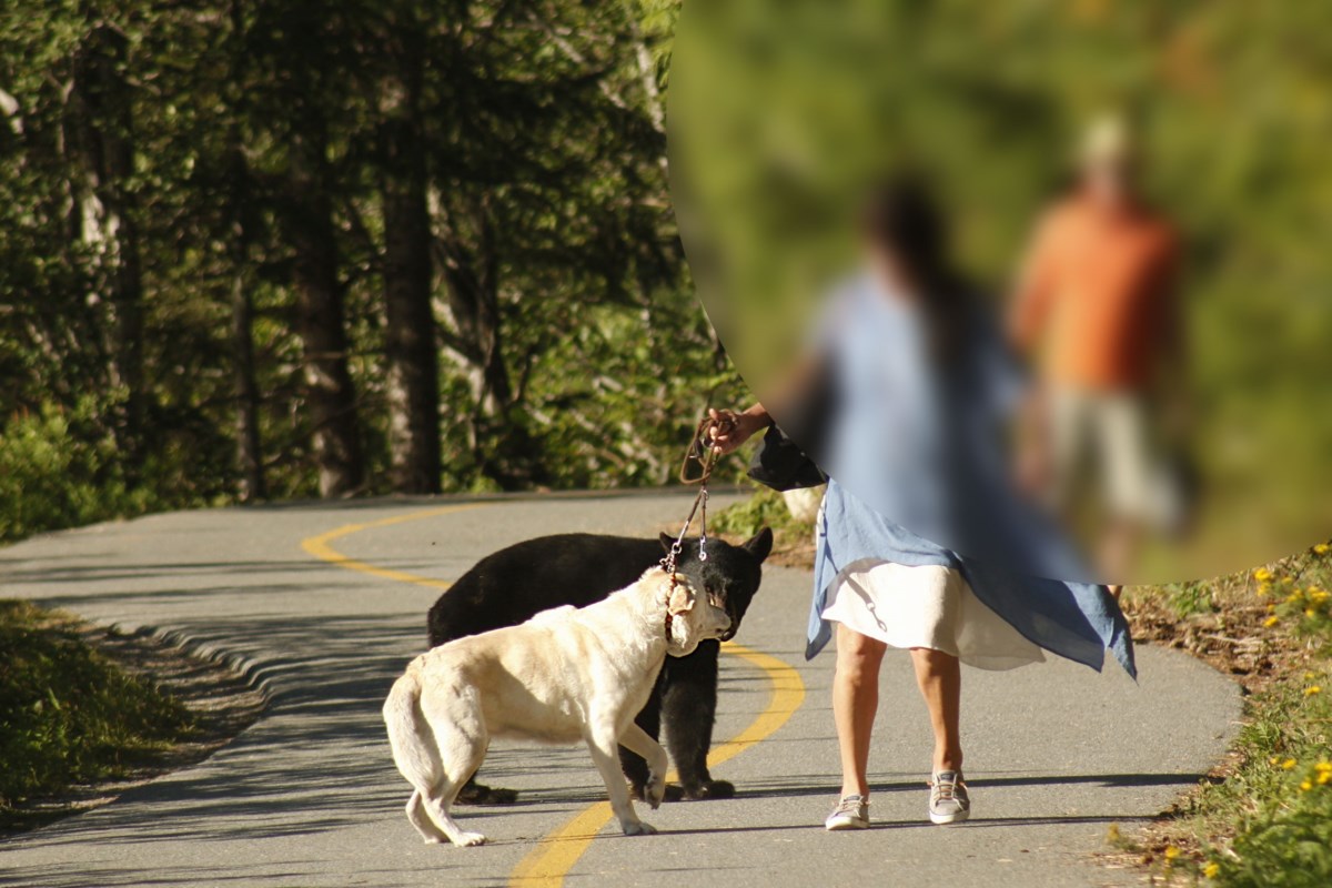 Whistler dog walker spotted 'dragging' dog into 'forced bear encounter'