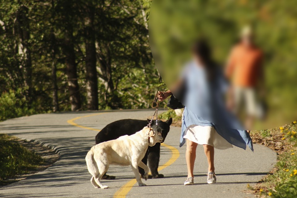 A woman’s dog was within inches of a black bear on the Valley Trail in Creekside last Thursday, Aug. 3. 