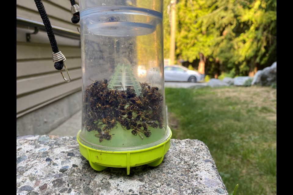 A wasp trap in a Whistler neighbourhood near the end of August 2023.