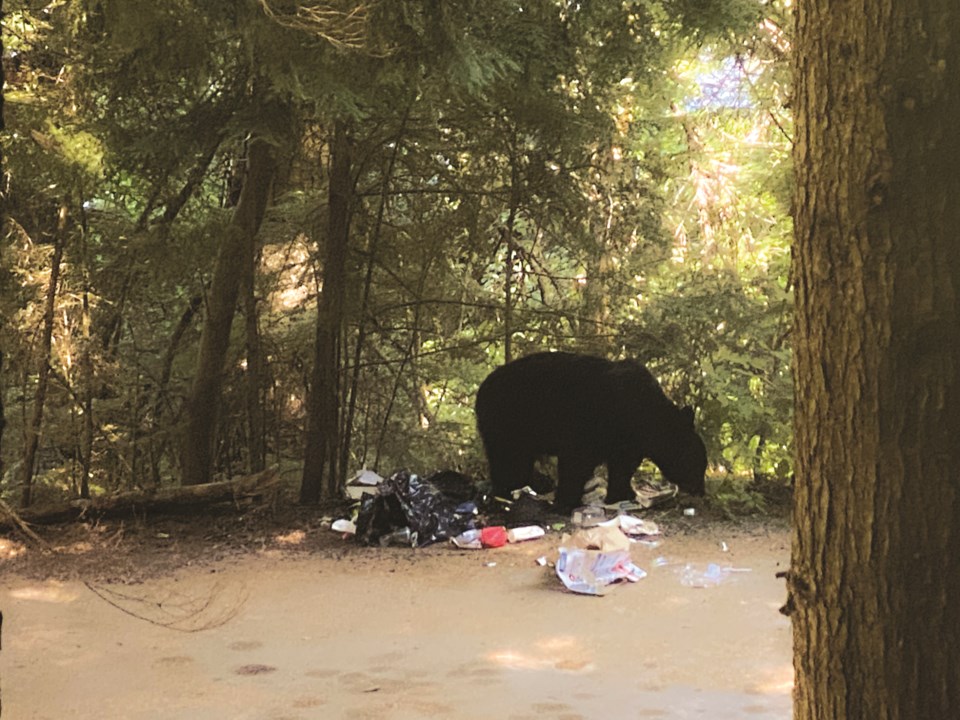 Whistler black bear garbage lakeside Aug. 16 by Jim Yeates 