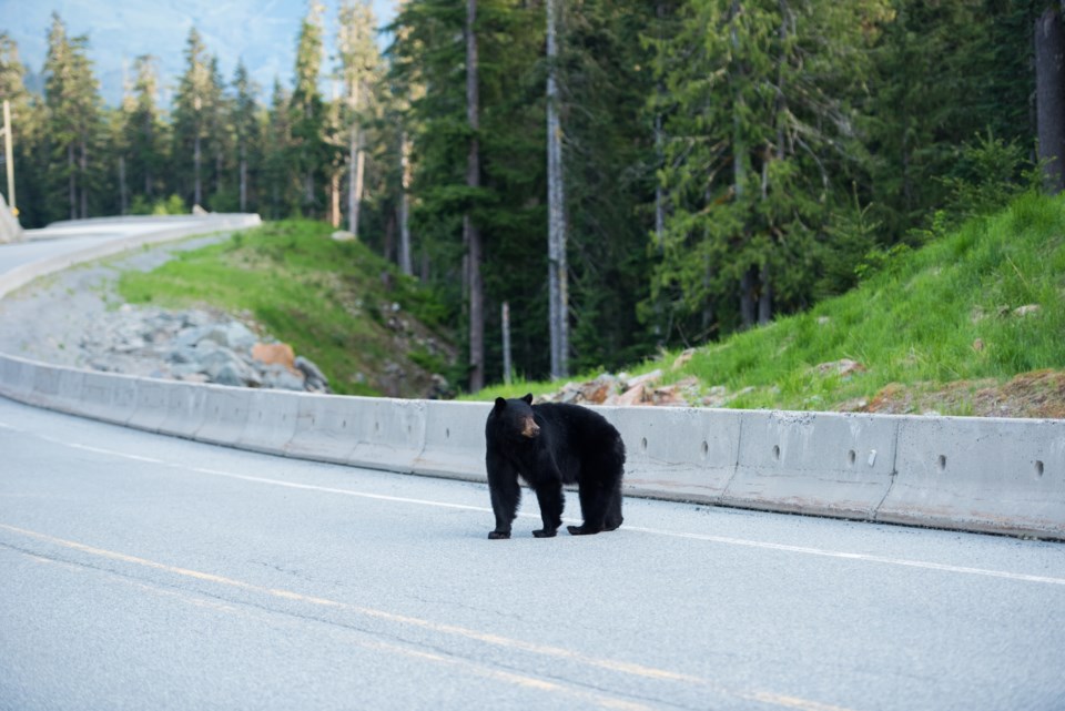whistler black bear on the road