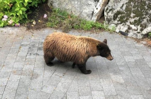 Whistler woman fined for feeding bear 