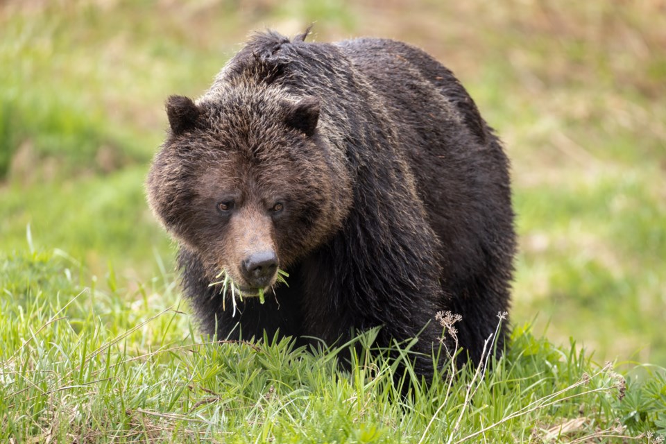whistlergrizzly_taylorgreen2