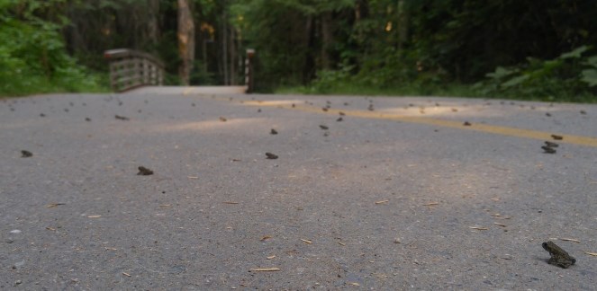 WhistlerLostLakeTinyToads