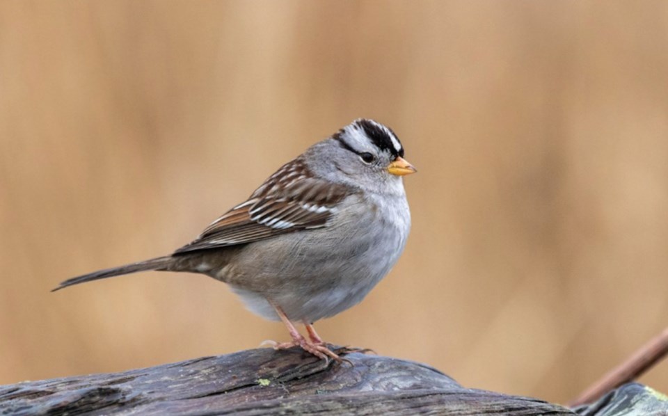white-crowned-sparrows-appear-each-winter-over-much-of-north-america-including-whistler