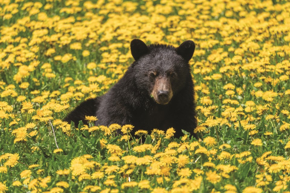 awarewhistlerbcblackbearwildflowers