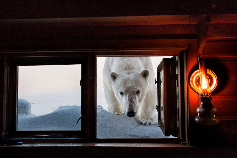 "Face to Face," taken 2008 in Svalbard, Norway.