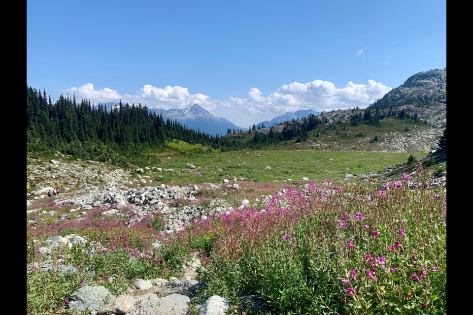 Wildflower season is slowing down in the alpine, but a few bright patches can still be found, as seen near Rainbow Glacier on Saturday, Aug. 21. 