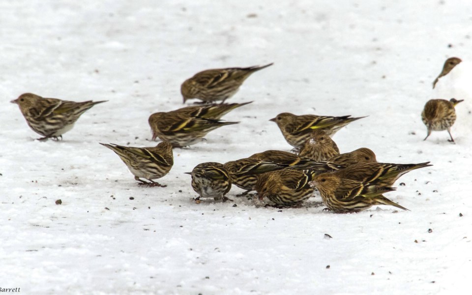 Naturespeak-27.51-Pine-Siskins-(Liz-Barrett)