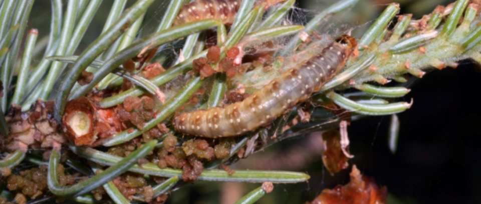 red-trees-budworm-aug-2024